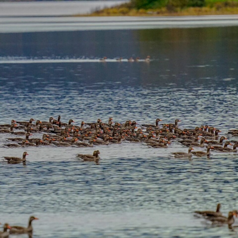 En flokk ender som svømmer på vannet.