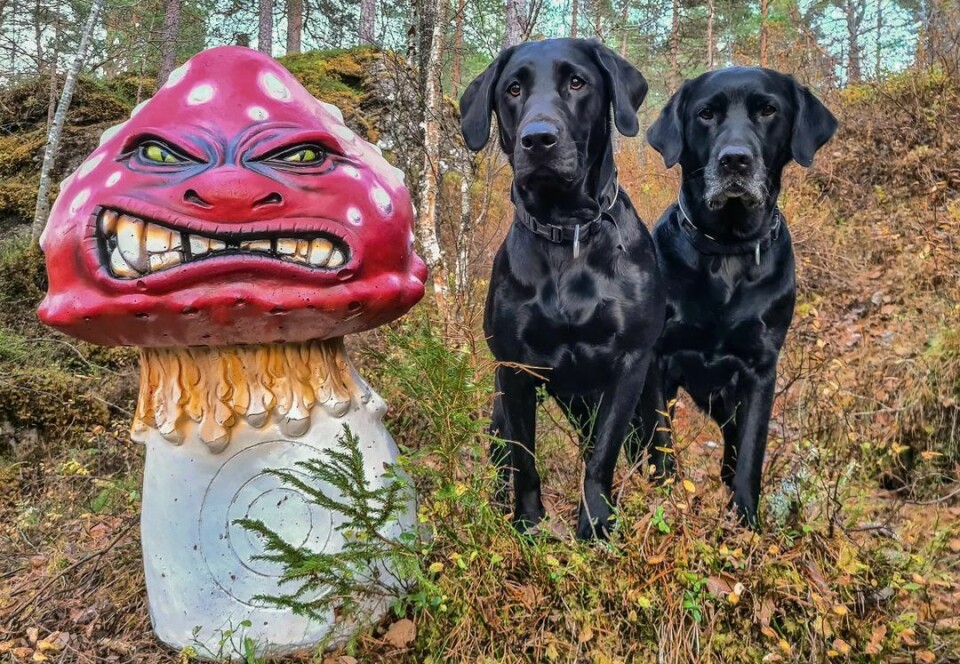 Bilde av kunstig sopp og to hunder