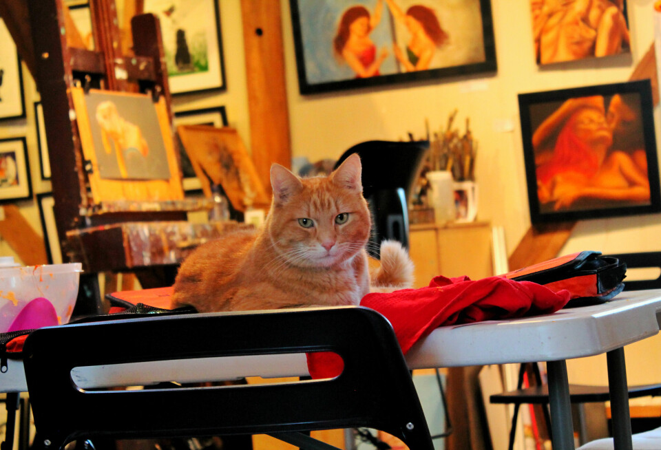 En katt som ligger på et bord.