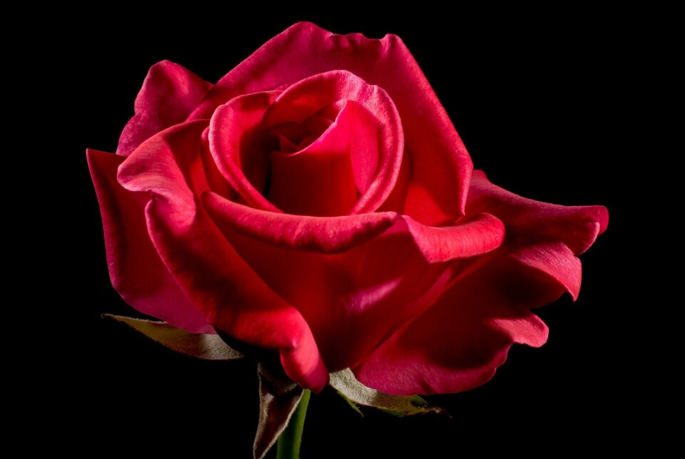 En rød rose