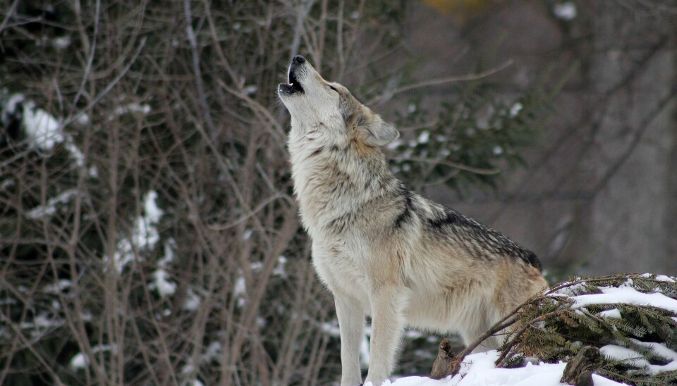 En ulv som står og uler