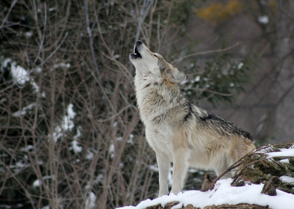 En ulv som står og uler