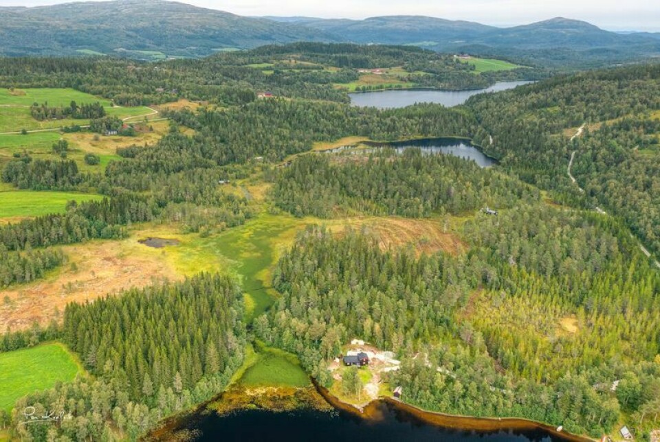 Dronefoto av et landskap med skog og vann.