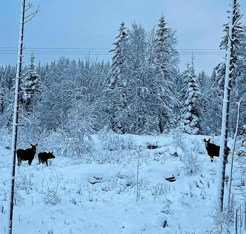Tre elger i snø i skogen.