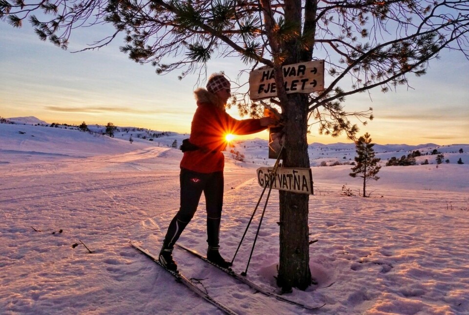 Oppstart for Skitrimmen 2025 En person på ski som registrerer seg ved en turpost på ei furu på fjellet.