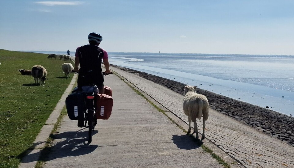 Syklist og sau ved havet