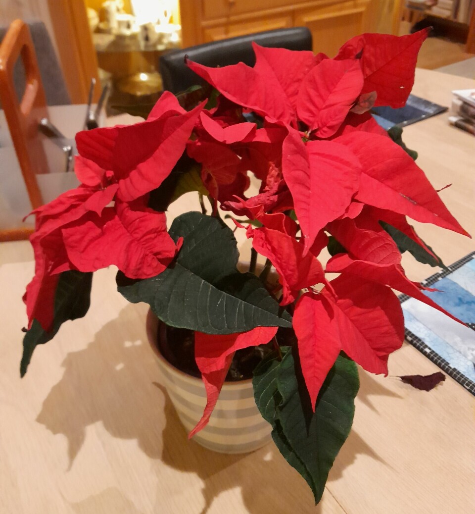 En rød julestjerne blomst på et bord