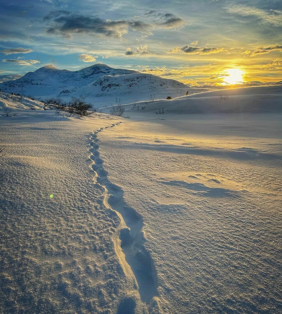 Et spor (dyrespor?) i snøen på fjellet
