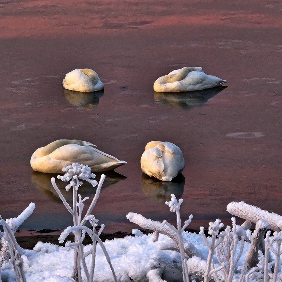 Fire svaner som ligger på vannet og sover