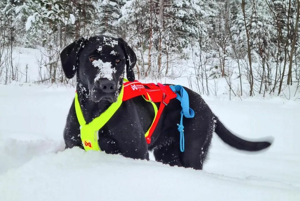 En sort hund i snøen med snø på snuten.