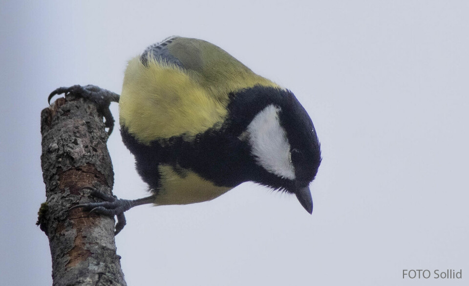En liten fugl med gul mage sitter på en pinne