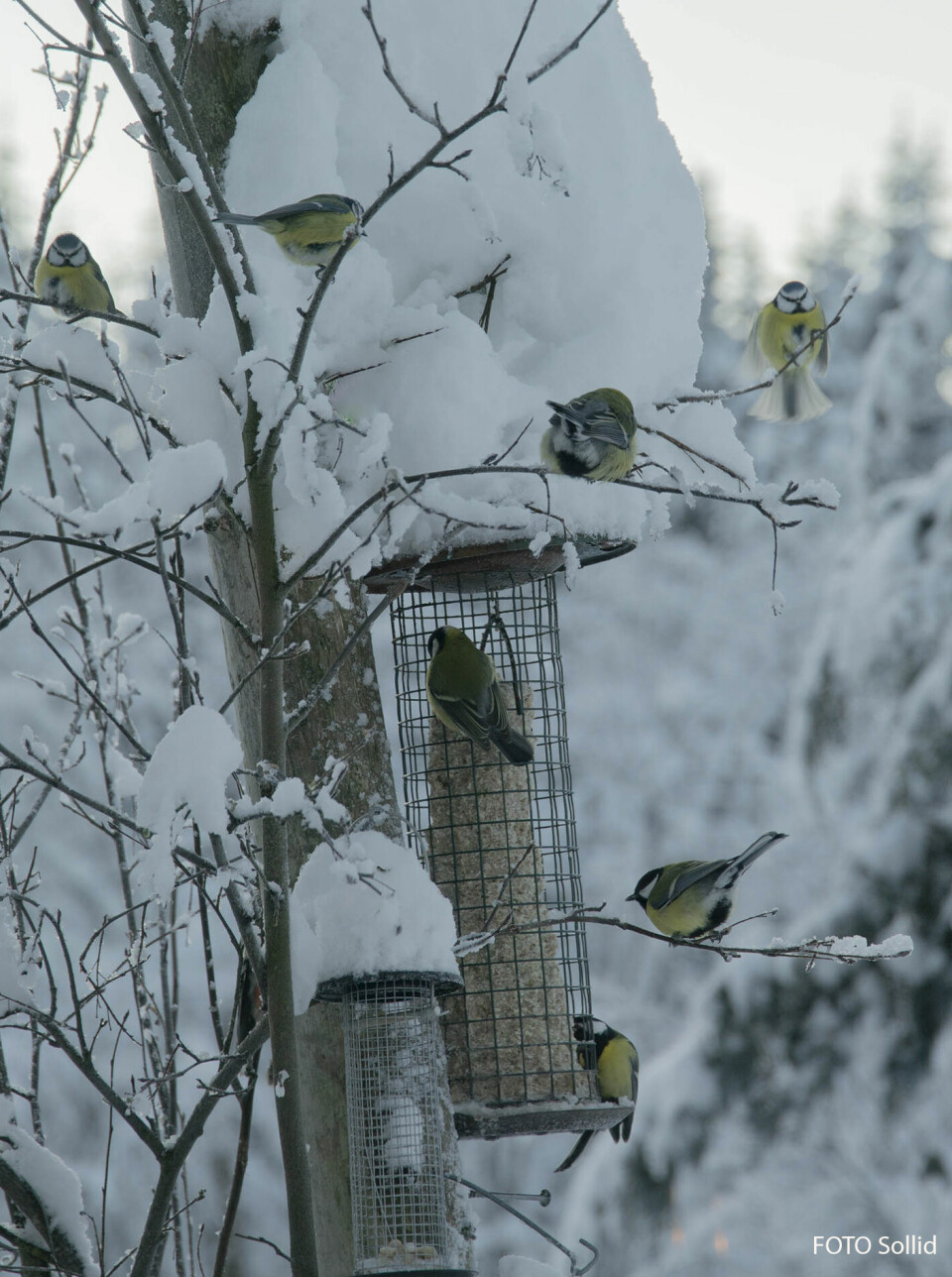 Mange småfugler sitter ved snødekte foringsautomater