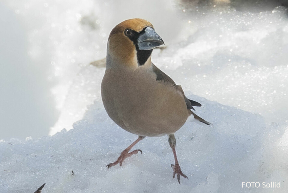 En fugl sitter på snøen