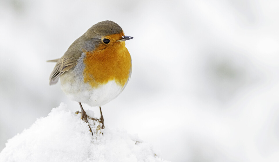 En rødstrupe (liten fugl) i snøen.