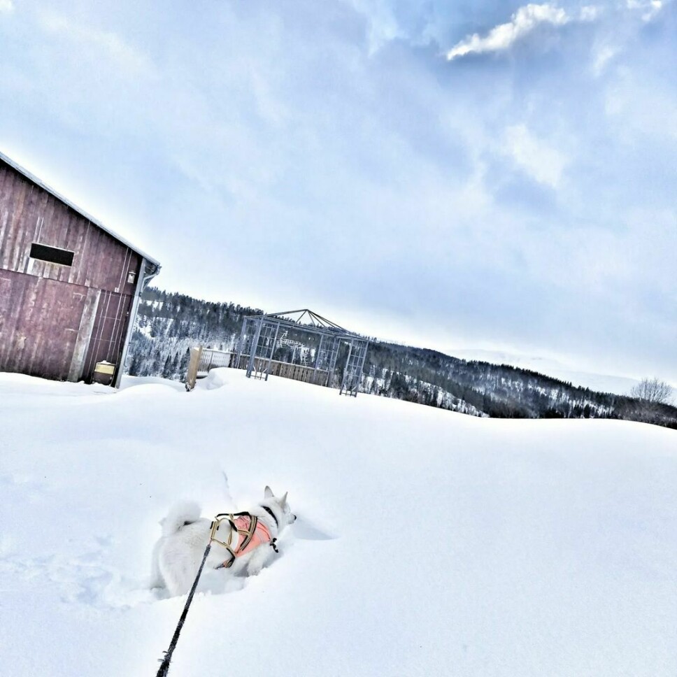 En hvit hund graver i snøen