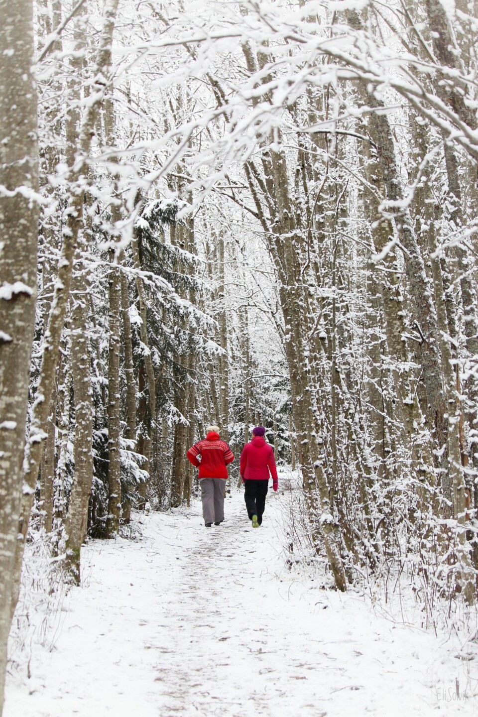 To damer i rødt går etter en sti i snødekt skog.