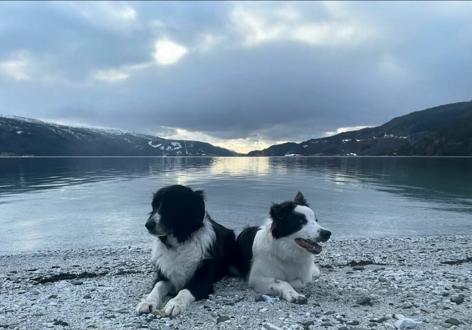 To hunder ligger på stranda med fjorden i bakgrunnen