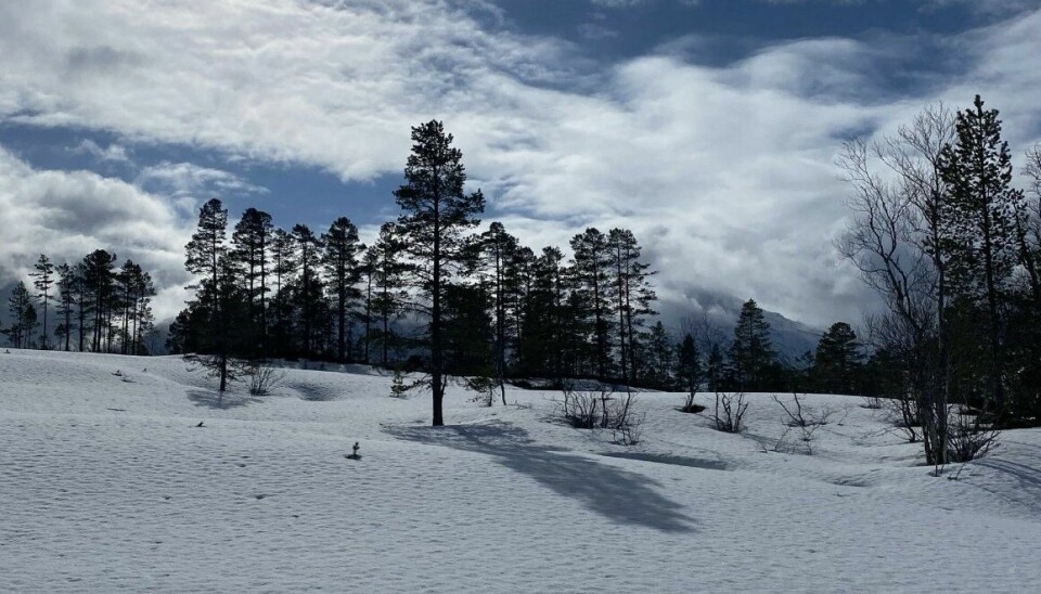 snø og trær