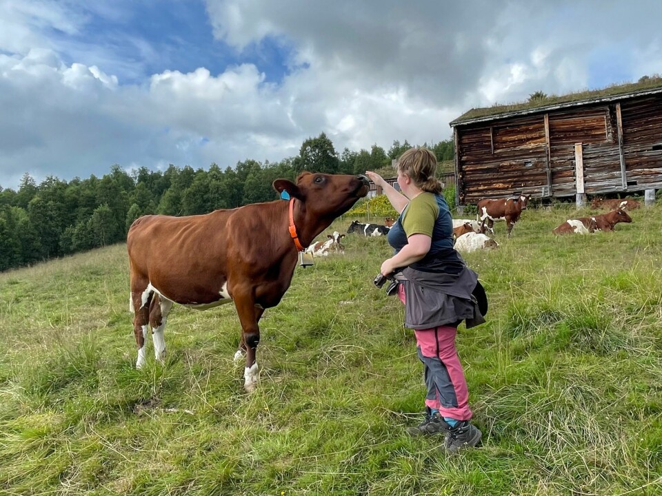 Dame rekker en hånd mot en ku som rekker nesen sin mot hånden.