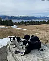 Tre hunder på en stein