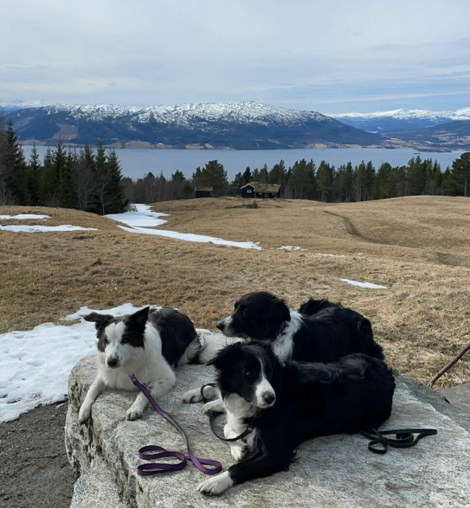 Tre hunder på en stein