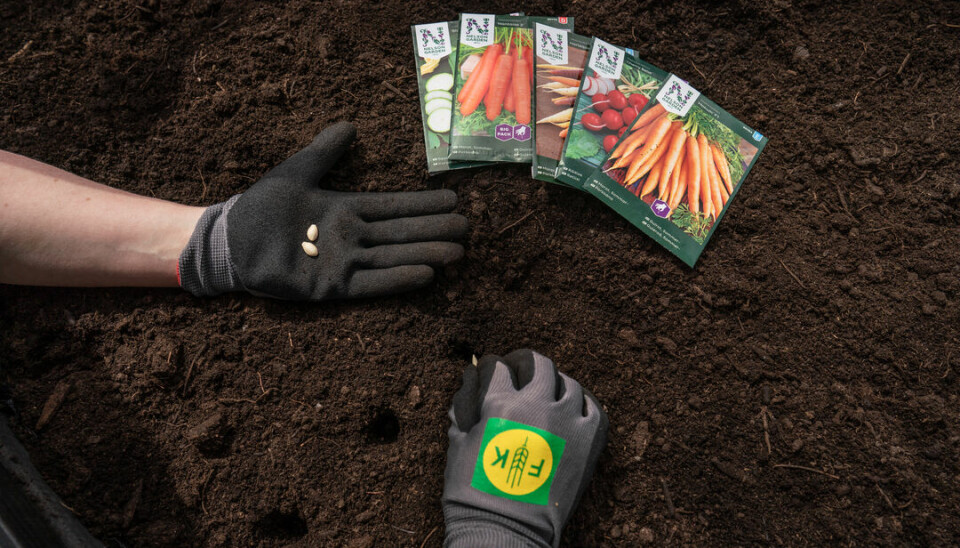 To hanskekledde hender, jord og poser med grønnsaksfrø.