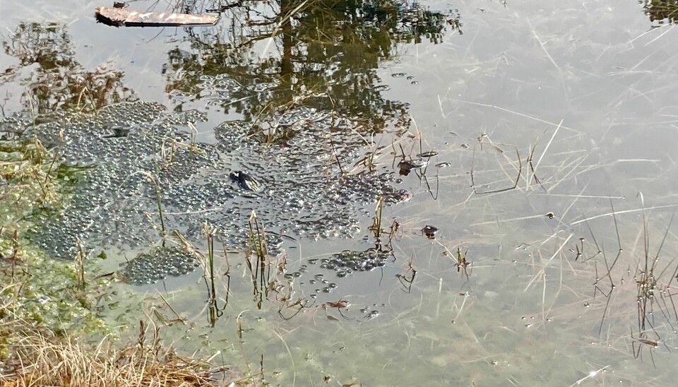 Frosk og froskeegg i vannet
