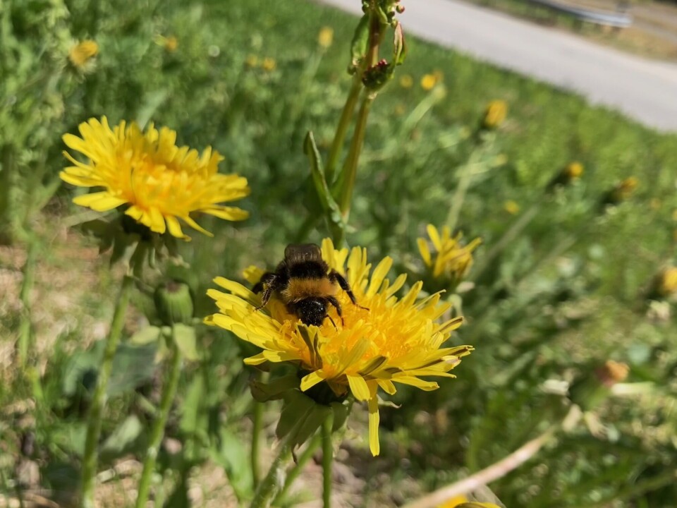 En jordhumledronning som finner viktig næring i en nyutsprungen løvetann Humle i løvetann