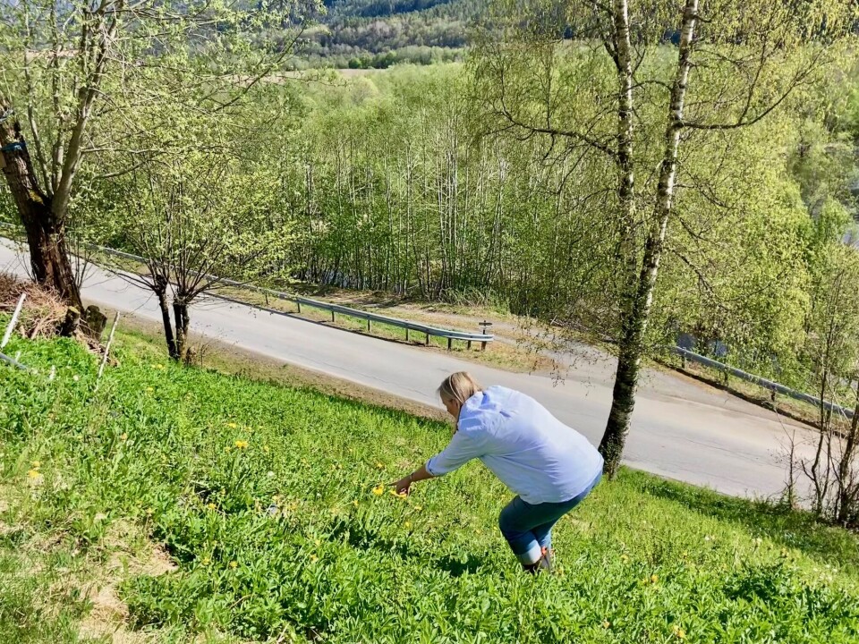 En bratt skråning kan være full av liv, og det er spennende å se hvilke arter man kan finne. Dame i frodig skråning.