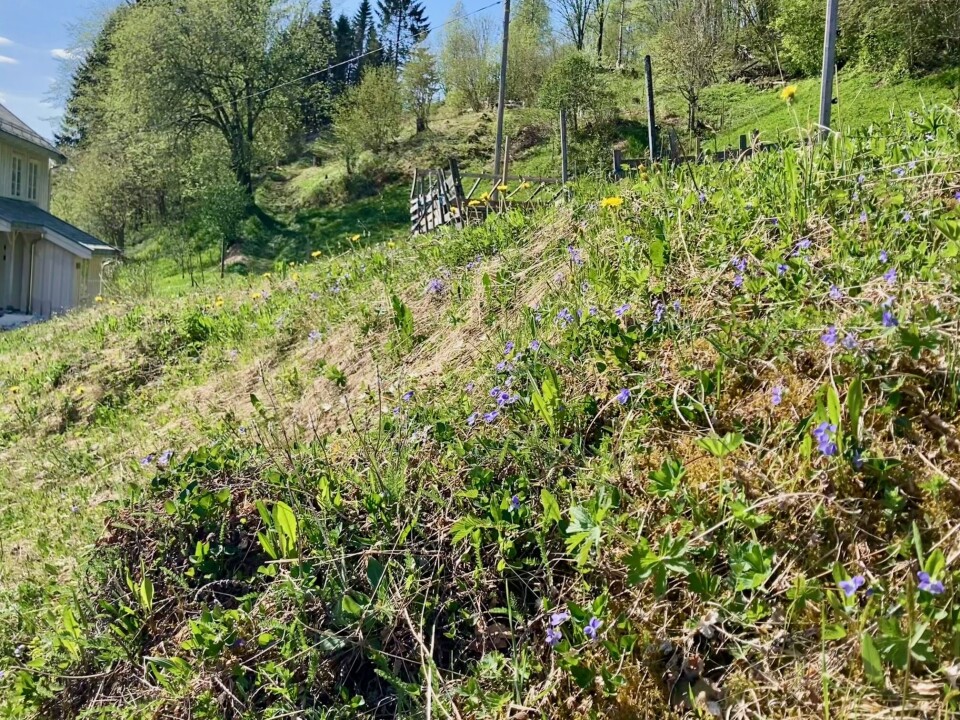 Surnadal har mange trøer der det tidligere var vårbeite og slåttemark. Slike kulturenger har et rikt biologisk mangfold som vi må ta vare på. Blomstrende kultureng.