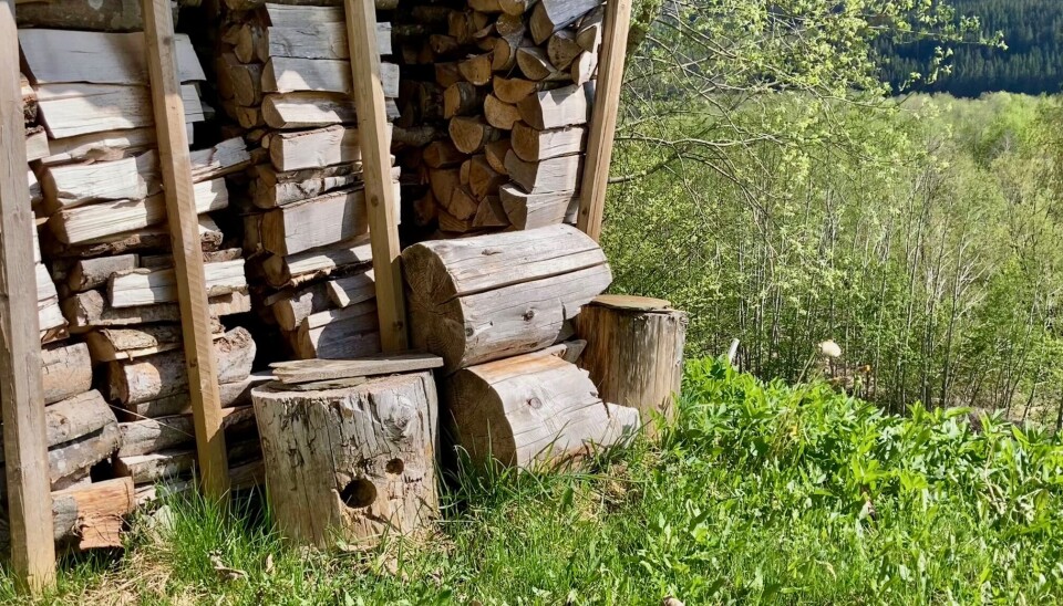 Med små grep kan man legge til rette for insektene i hagen. Her er et helt gratis insektshotell: En trestamme med hull. Trestamme med hull for insekter.