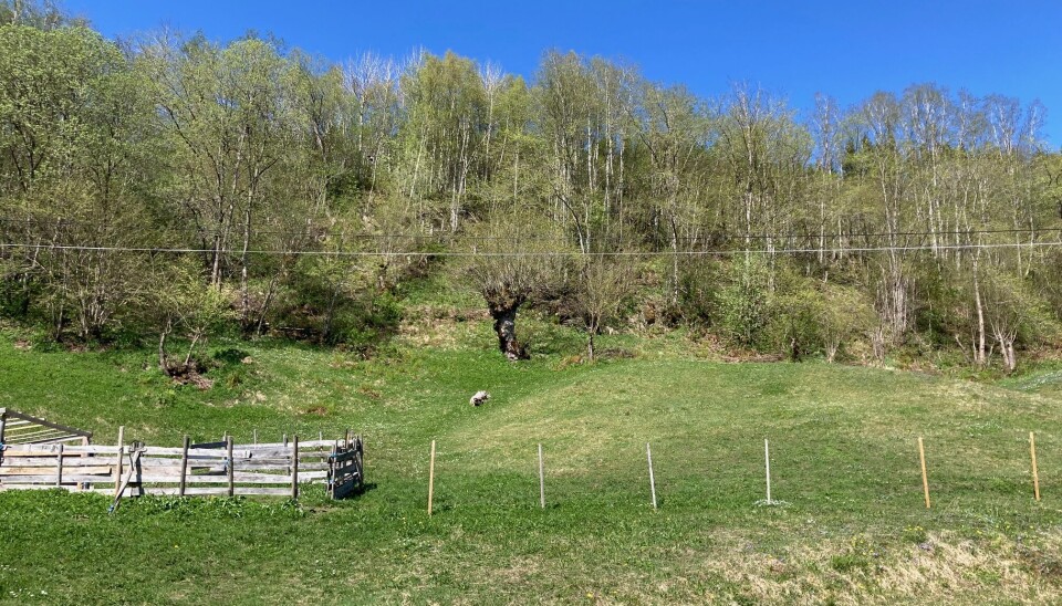 Surnadal har tradisjonelt hatt mange fine beiteområder, kalt trøer. Disse kulturengene håper Mogstad vi kan klare å ta vare på. Kultureng