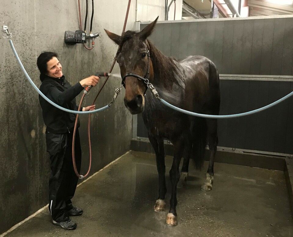 Heidi vasker Tipo etter løpet. Ei dame som står og spyler en hest i en vaskeboks på travbanen.