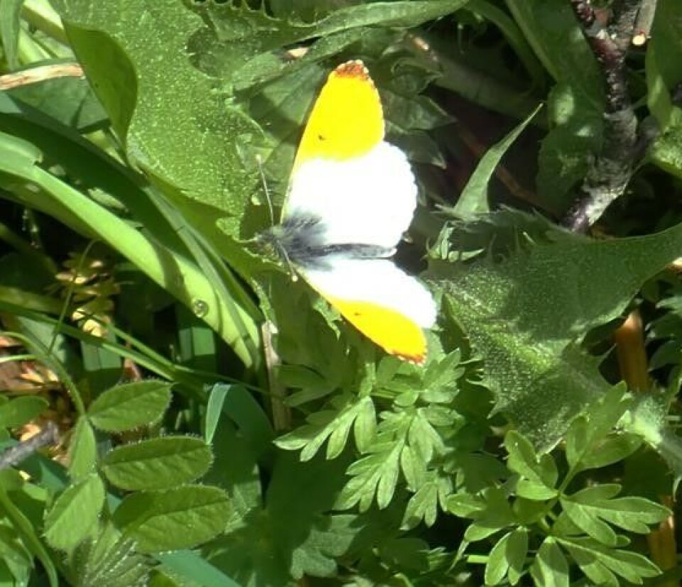 Aururasommerfugl