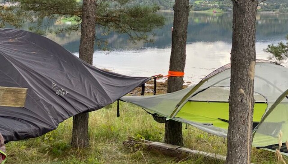 Svevetelt ved fjorden kan gi en god naturopplevelse. To svevetalt mellom furutrær. Fjorden i bakgrunn, blikk stille van. Grønt gress under