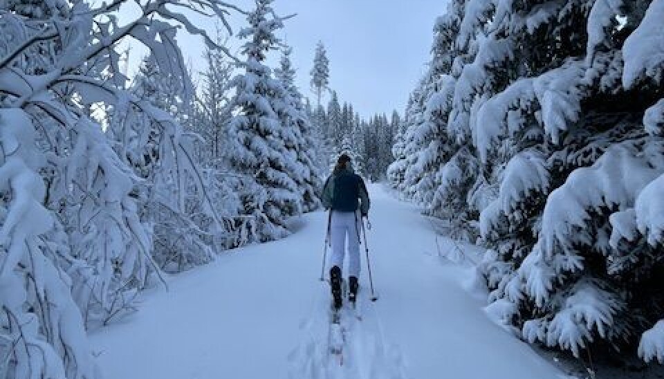 Vebju og vintersteming. En skuløpe med ryggsekk på tur opp en bakke. Trær på begge sider av personen