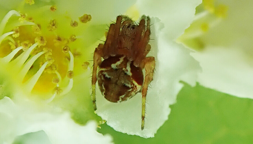 Den vesle edderkoppen keiservever holder vakt i en heggblomst. edderkopp på blomst