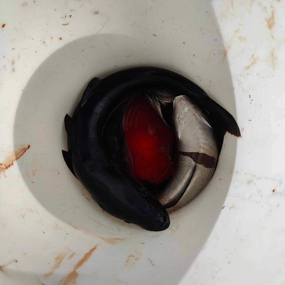 fisk i bøtte