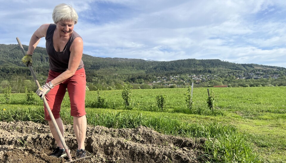 I det solrike området er vatn lett tilgjengeleg, og alt av utstyr og reiskapar som trengs er å få lånt på garden. dame raker i jord