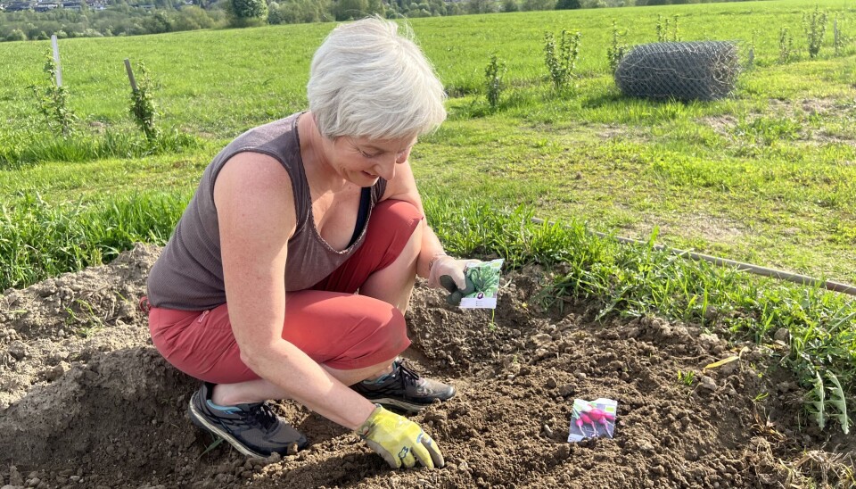 Hjå Solveig kjem ein til 'dekka bord', med ferdig pløyd og gjødsla jord. Her er det klart til å starte dyrkinga. dame sår frø i jord