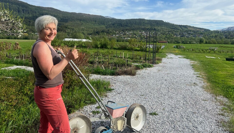 Solveig er klar til å ta imot nye leietakarar i parsellhagen. dame med gulrotsåmaskin i hage