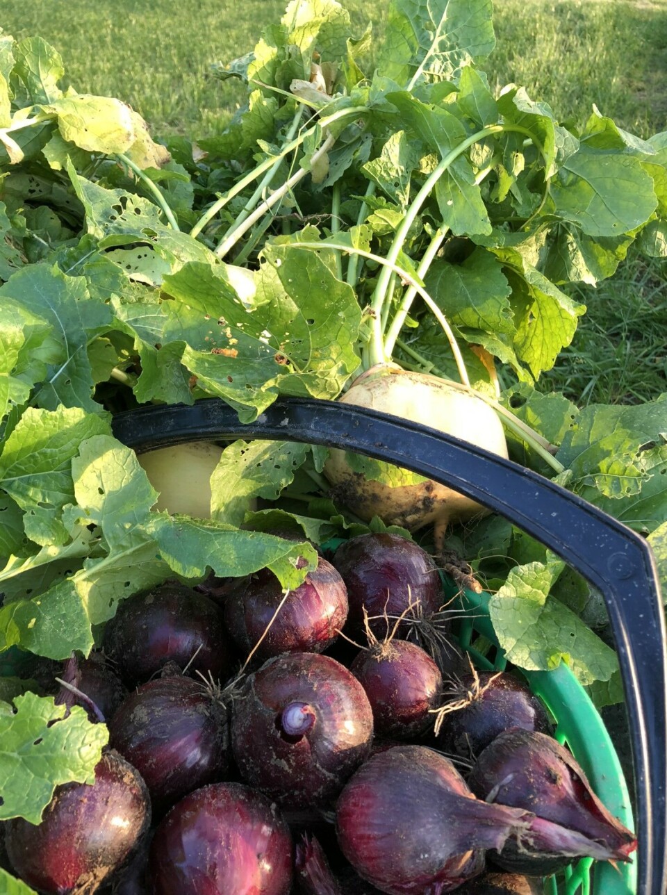 grønnsaker i kurv