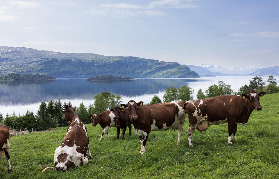 Triveleg å sjå mjølkekyr ute på beite. Kyr på beite.