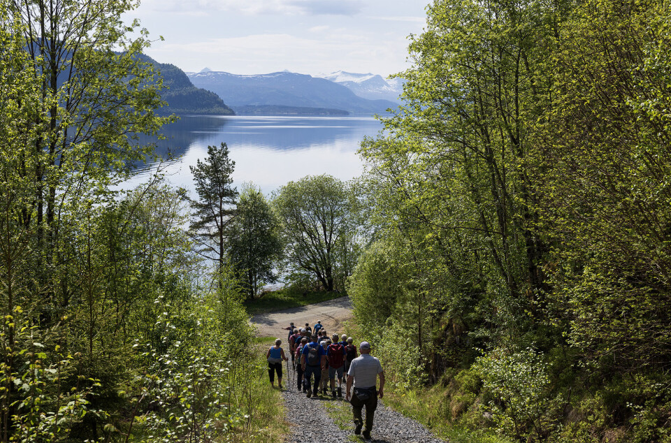 Nede ved bilveg og fjorden. Ei gruppe turgåere som går nedover en skogsvei.