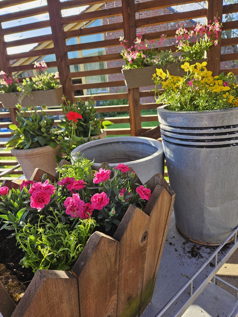 Nydelige sommerblomster fra Hageland Sommerblomster