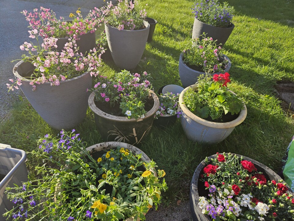 Mange flotte krukker som skal få pryde Surnadal sjukeheim Mange blomsterkrukker