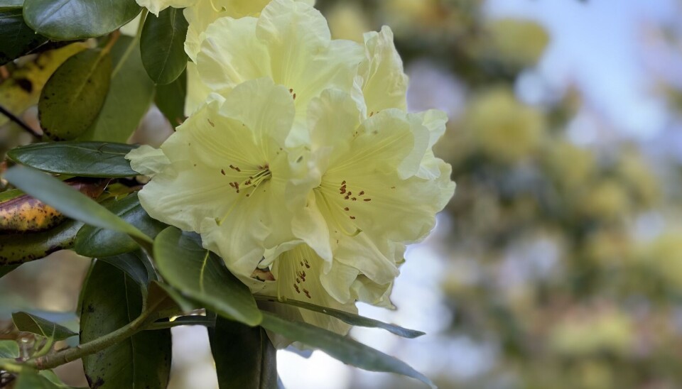 Mange nydelige varianter av rododendron Gul rododendron