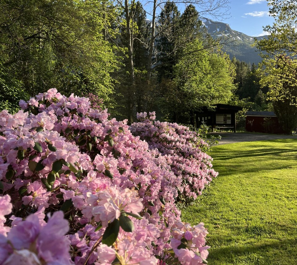 Rododendron i full blomst Rosa Rododendron i full blomst