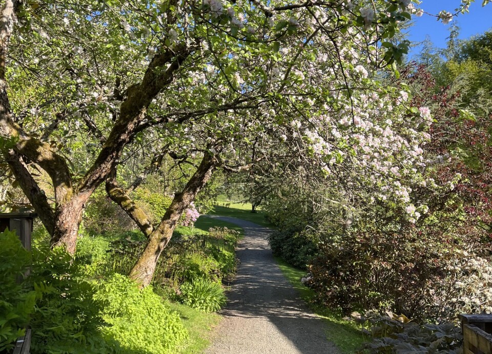 Frukttrærne blomstrer for fullt Frukttrærne blomstrer