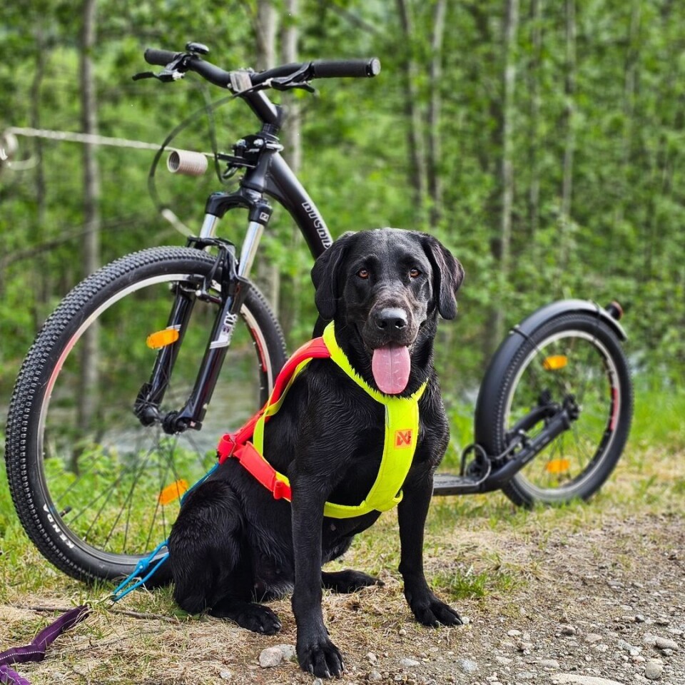 Tøffeste hunden i bygda har fått seg kickbike. En hund som sitter foran en kickbike.